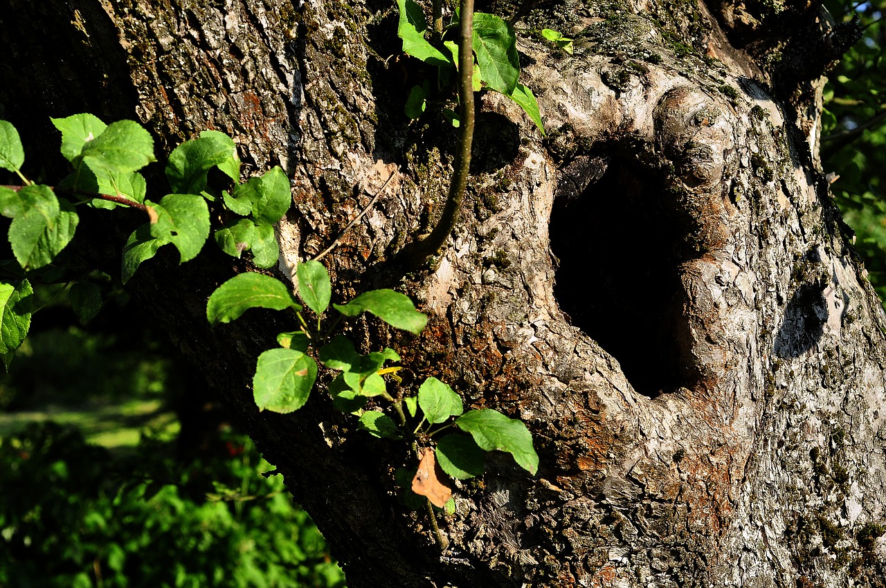 hollow tree the bark free photo