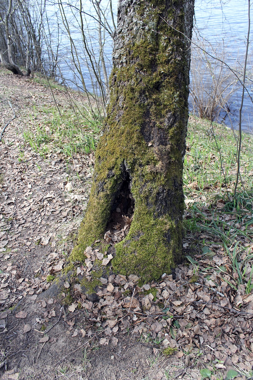 hollow tree forest free photo