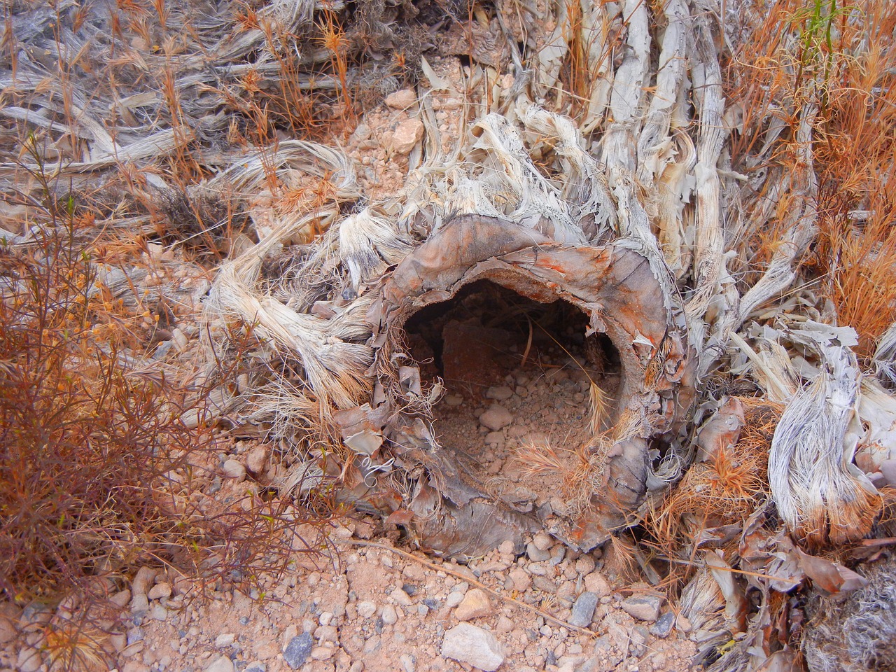hollow burrow hole free photo