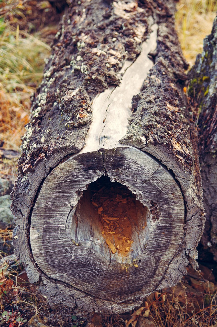 hollow log  log  wood free photo