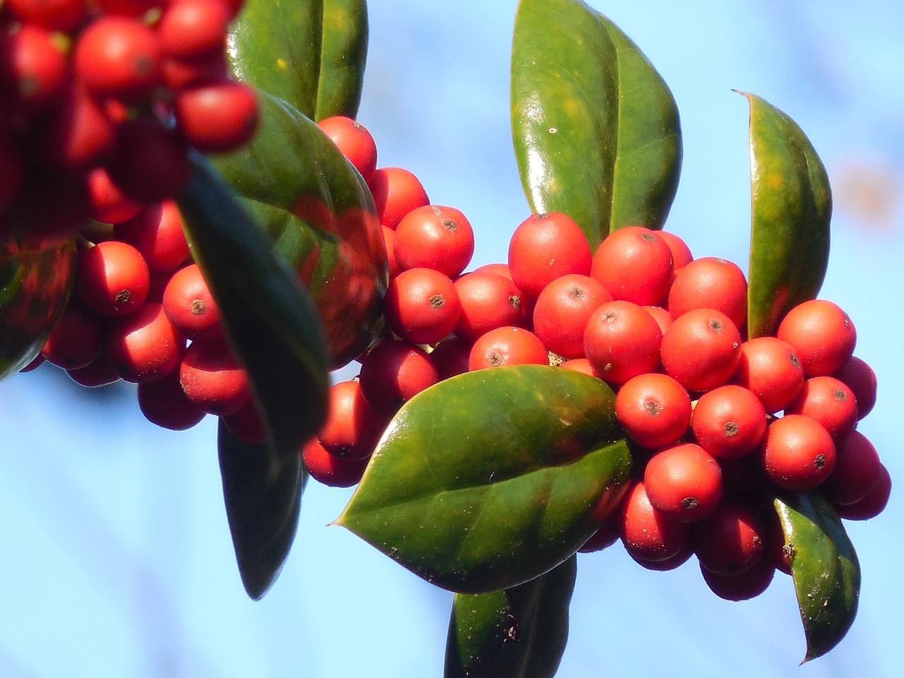 holly berries winter free photo