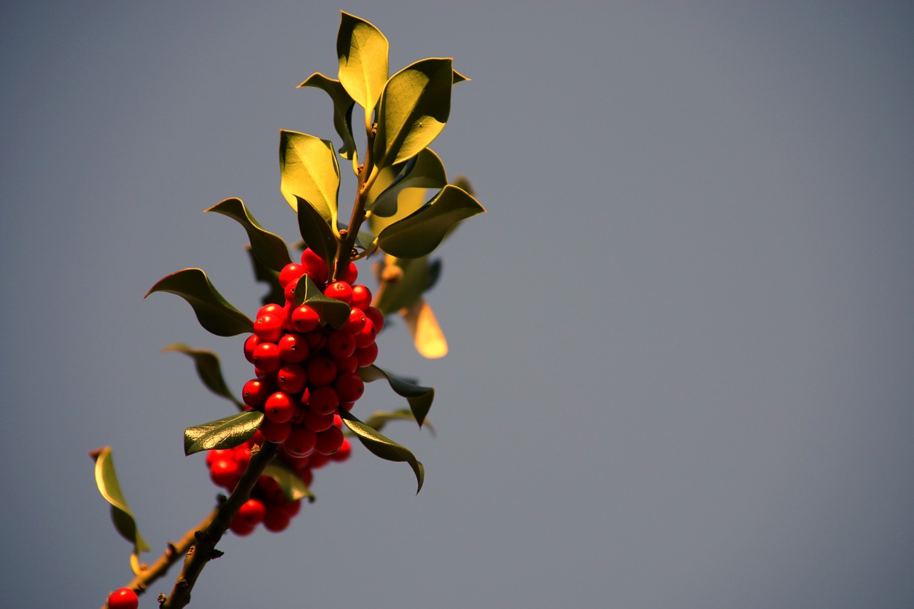 holly christmas winter free photo