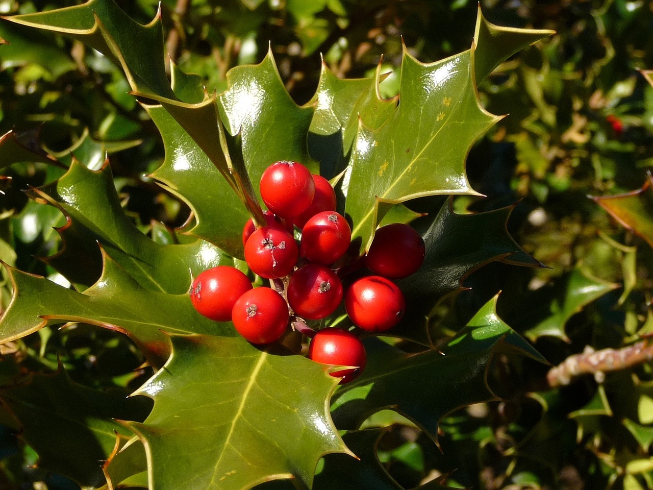 holly berries mountain free photo