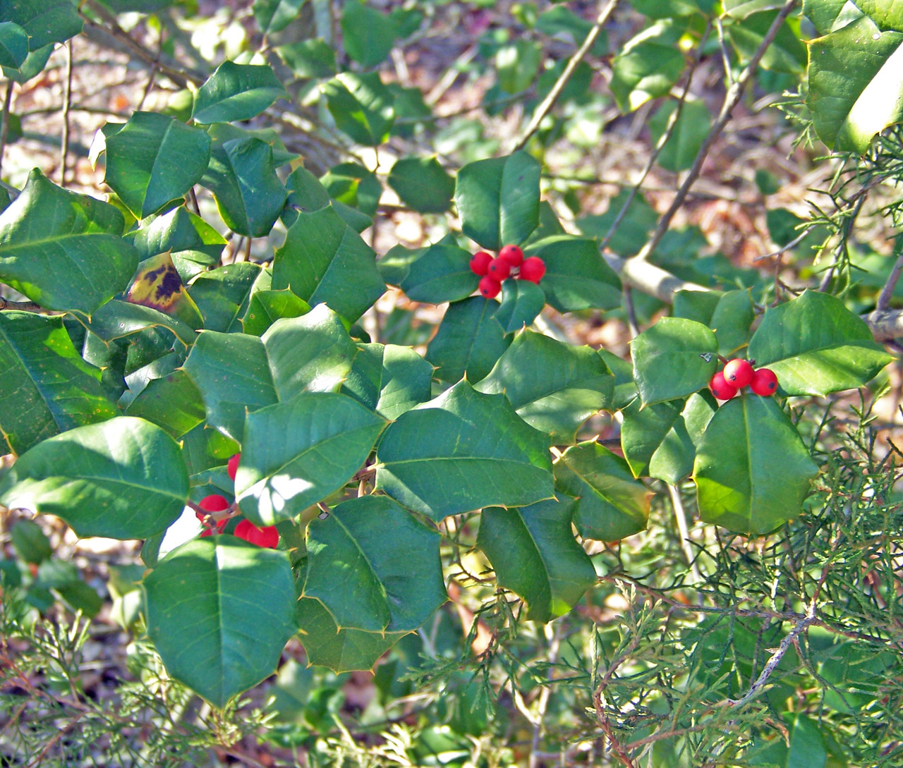 holly berries bush free photo