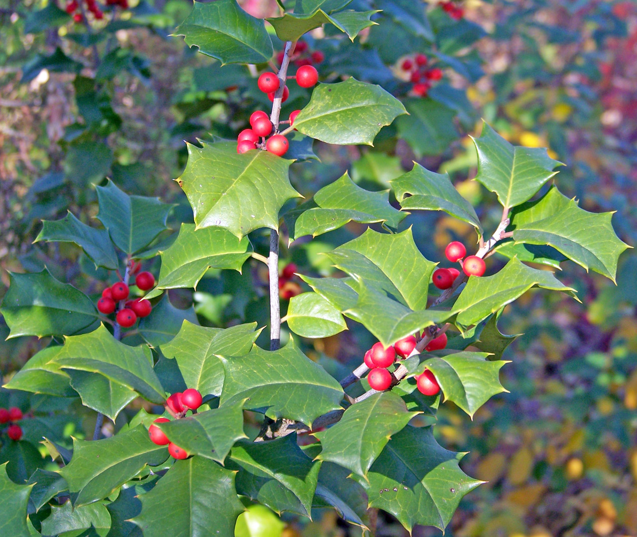 holly berries bush free photo