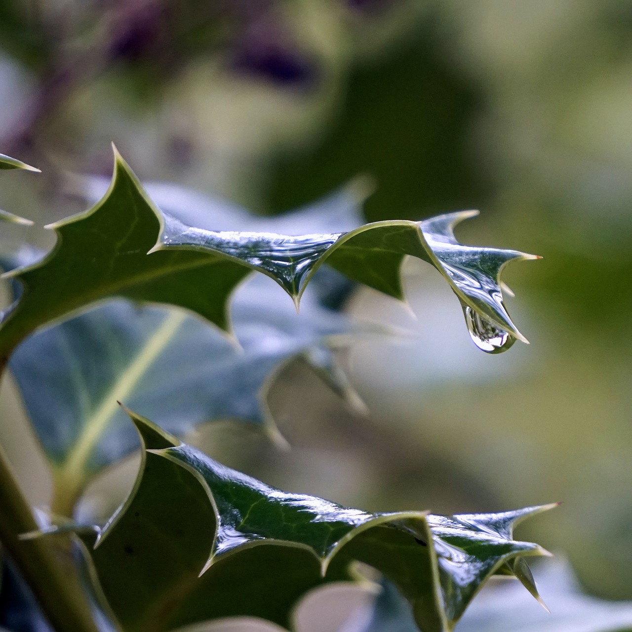 holly leaves encina free photo