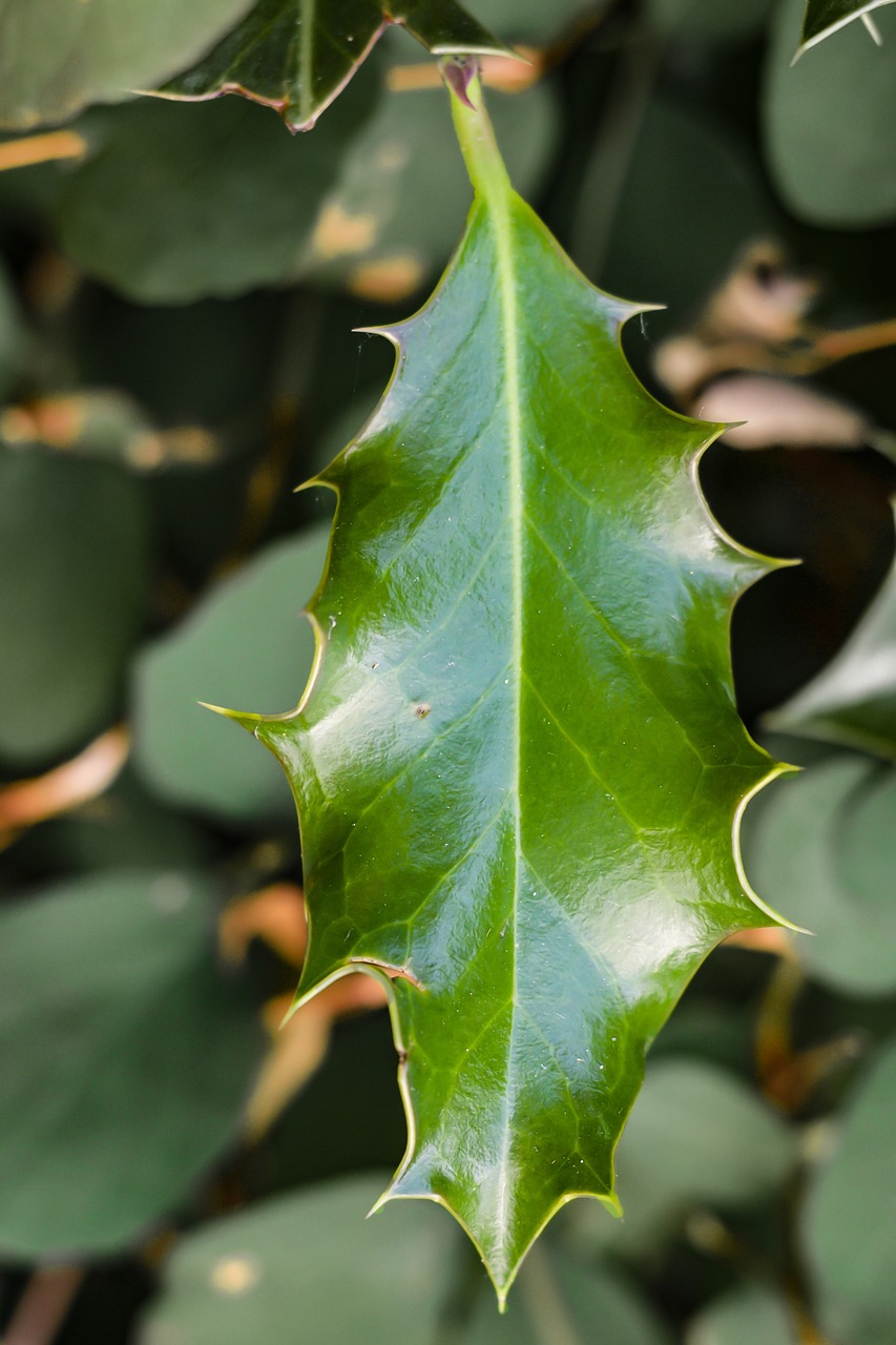 holly ilex leaf free photo