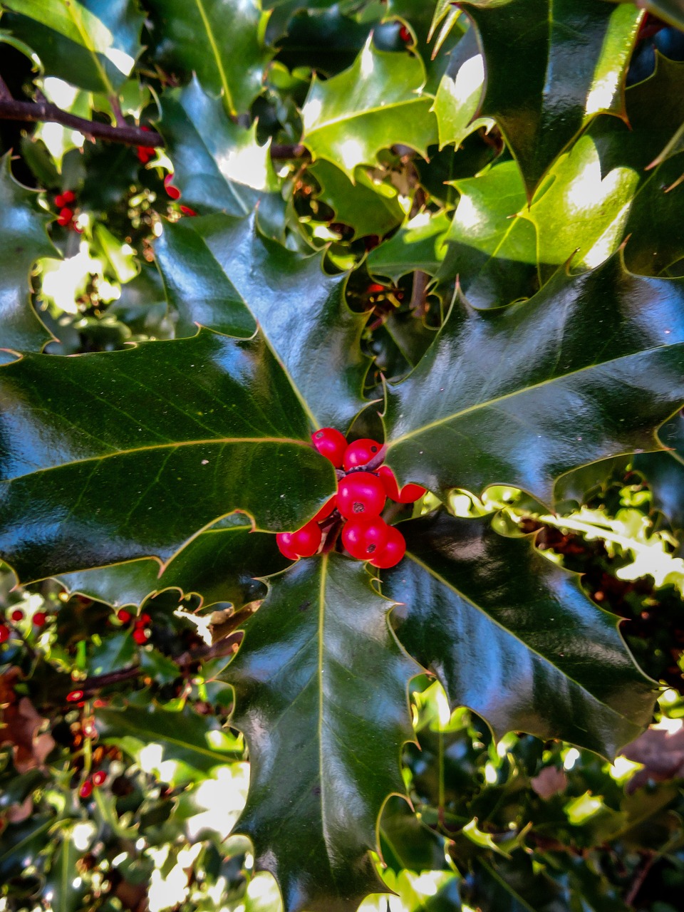 holly plant berries free photo