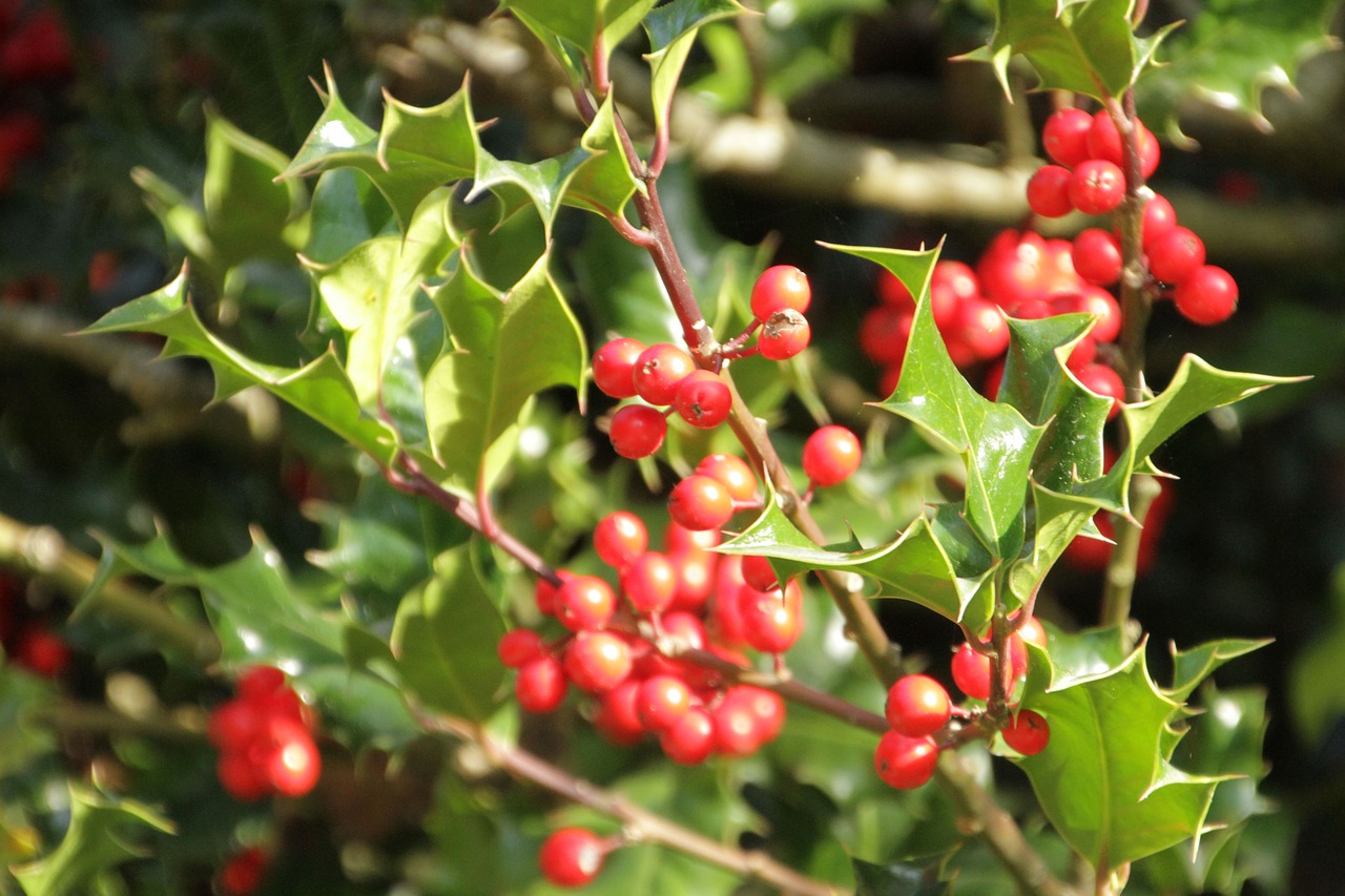 holly red balls leaves free photo