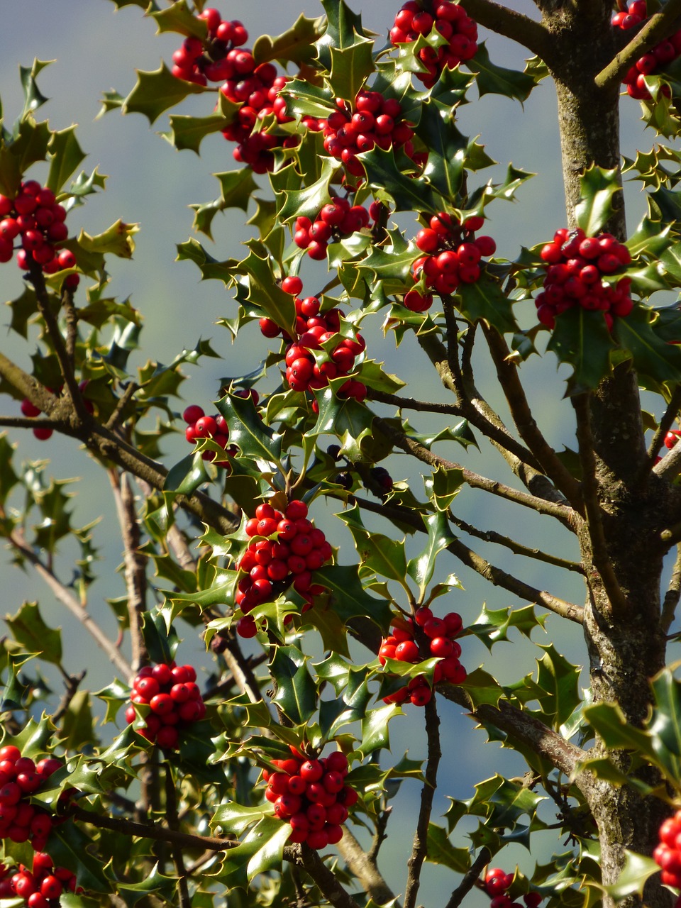 holly plant nature free photo