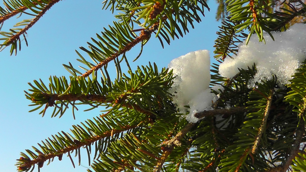 holly conifer fir free photo