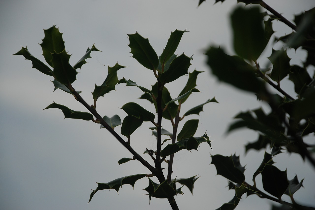 holly skewers leaf free photo
