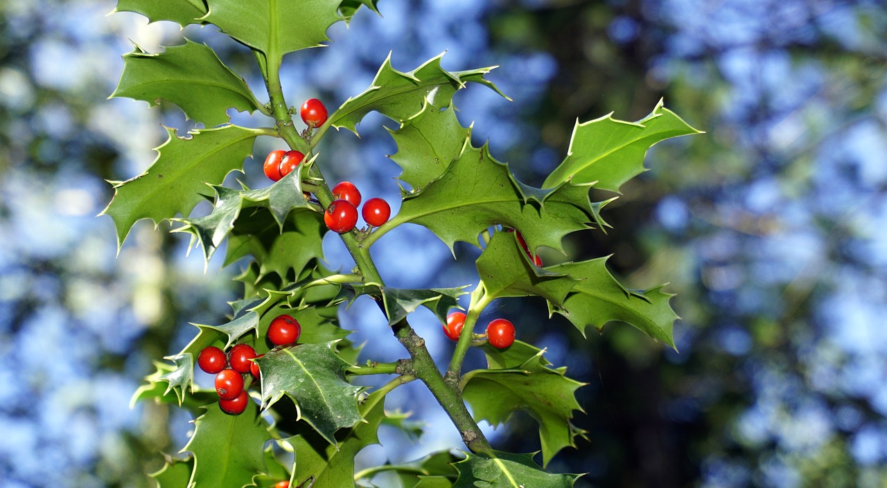 holly berries red free photo