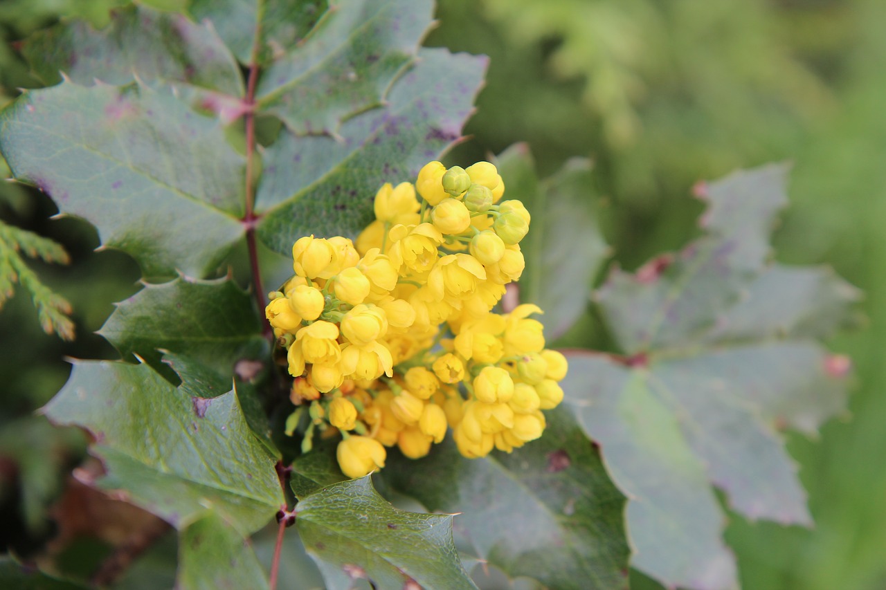 holly  holly yellow  yellow flower free photo