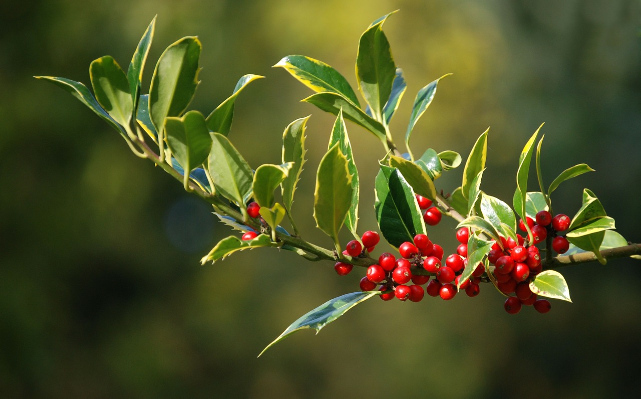 holly berries christmas free photo