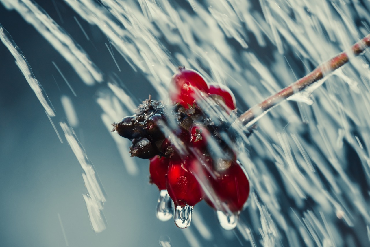 holly  drip  rain free photo