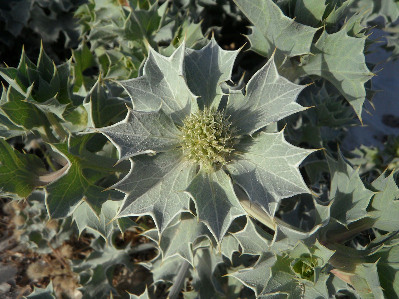 holly plant dune flora free photo