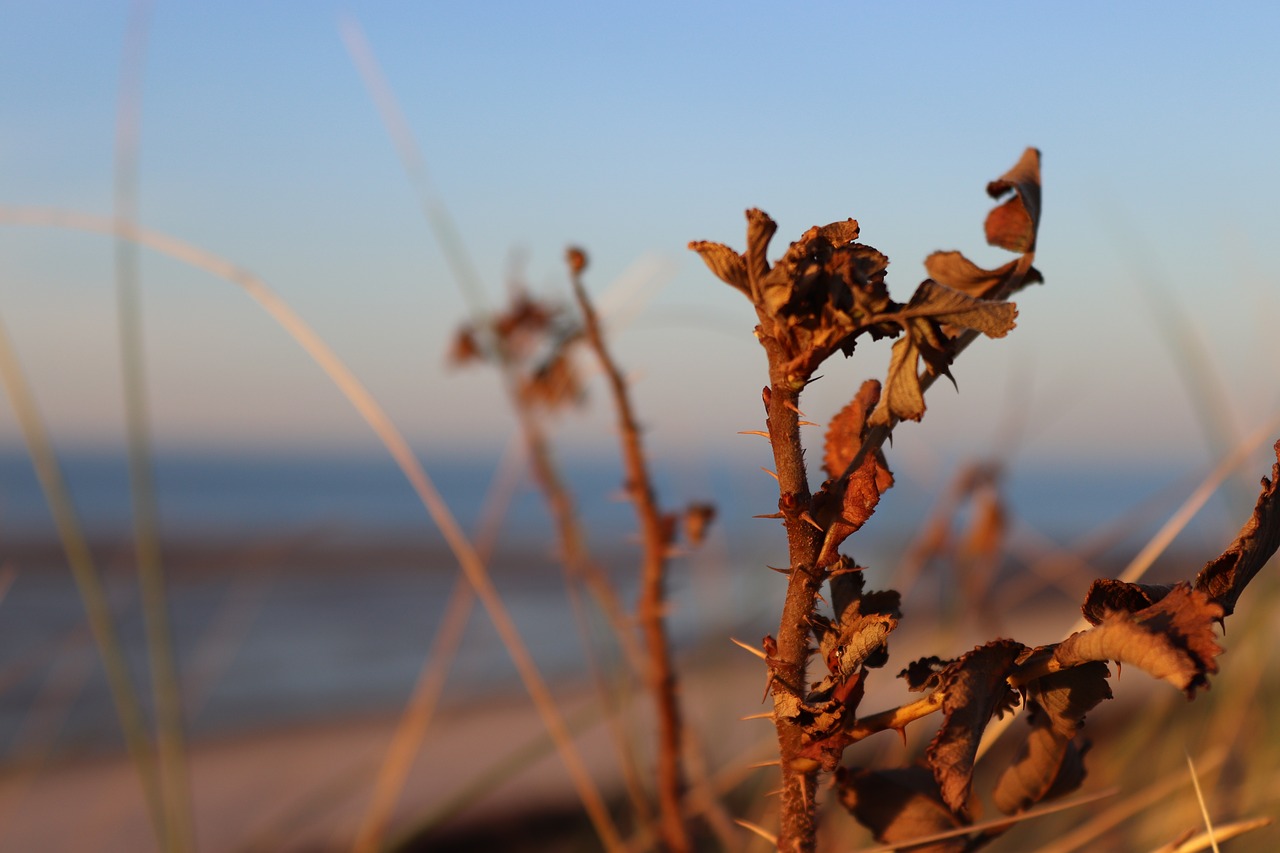 holly  spiekeroog  island free photo