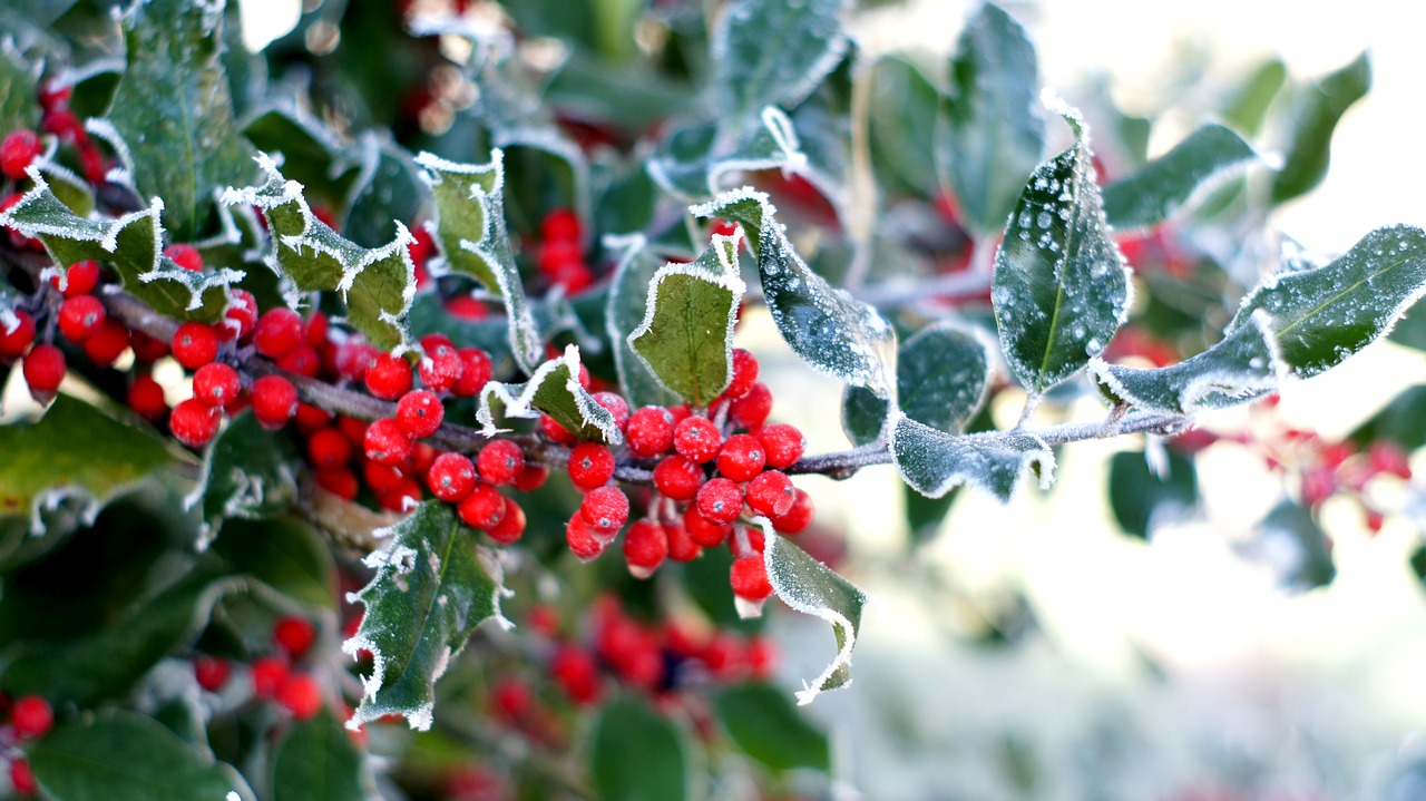 holly  berries  winter free photo