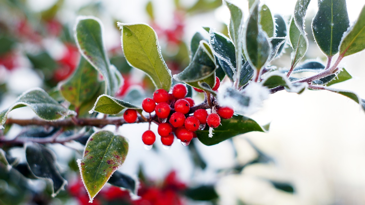 holly  evergreen  advent free photo