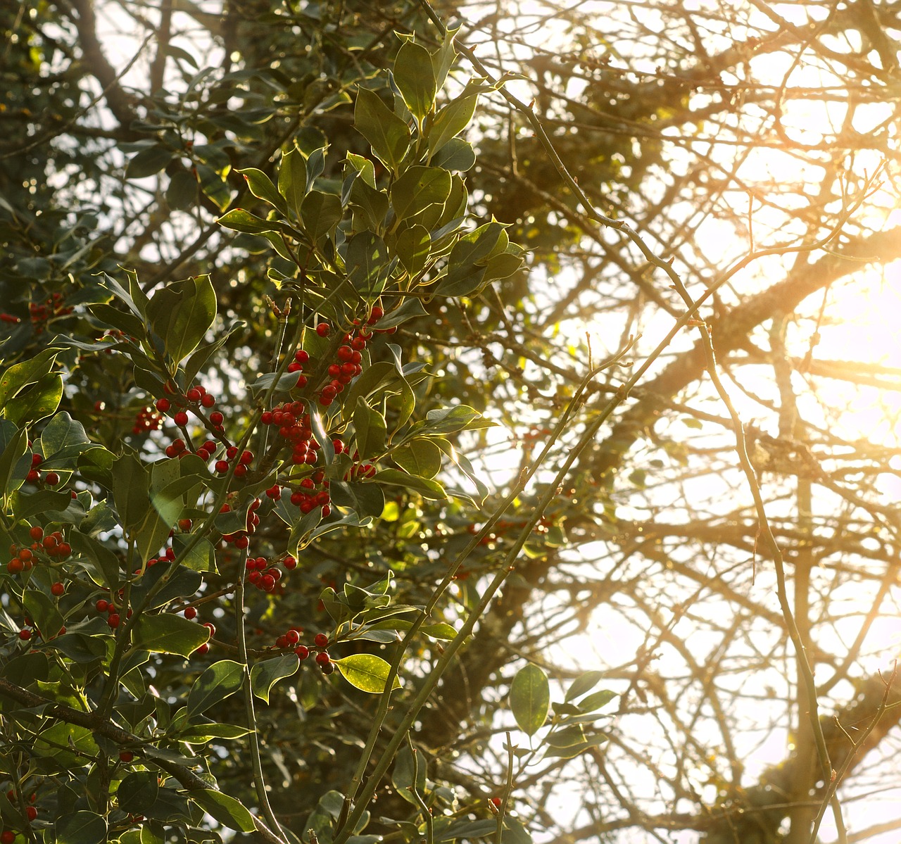 holly  nature  berries free photo