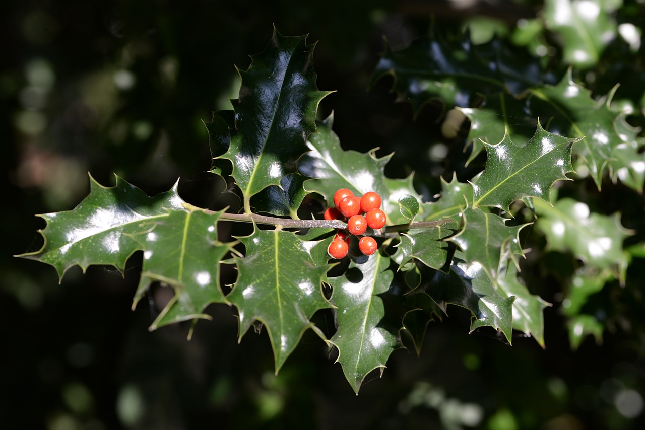 holly ilex plant free photo