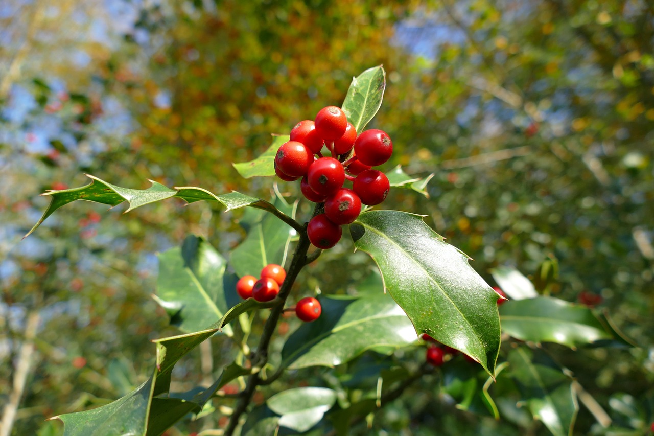 holly autumn berries free photo