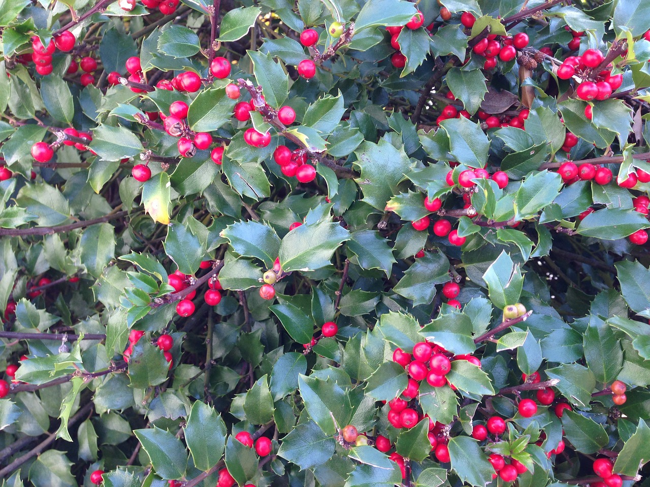 holly holly berries berry free photo