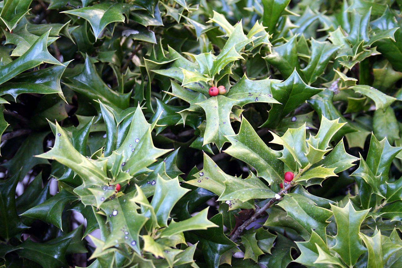 holly berries green free photo