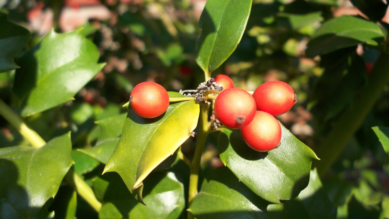 holly berries christmas free photo