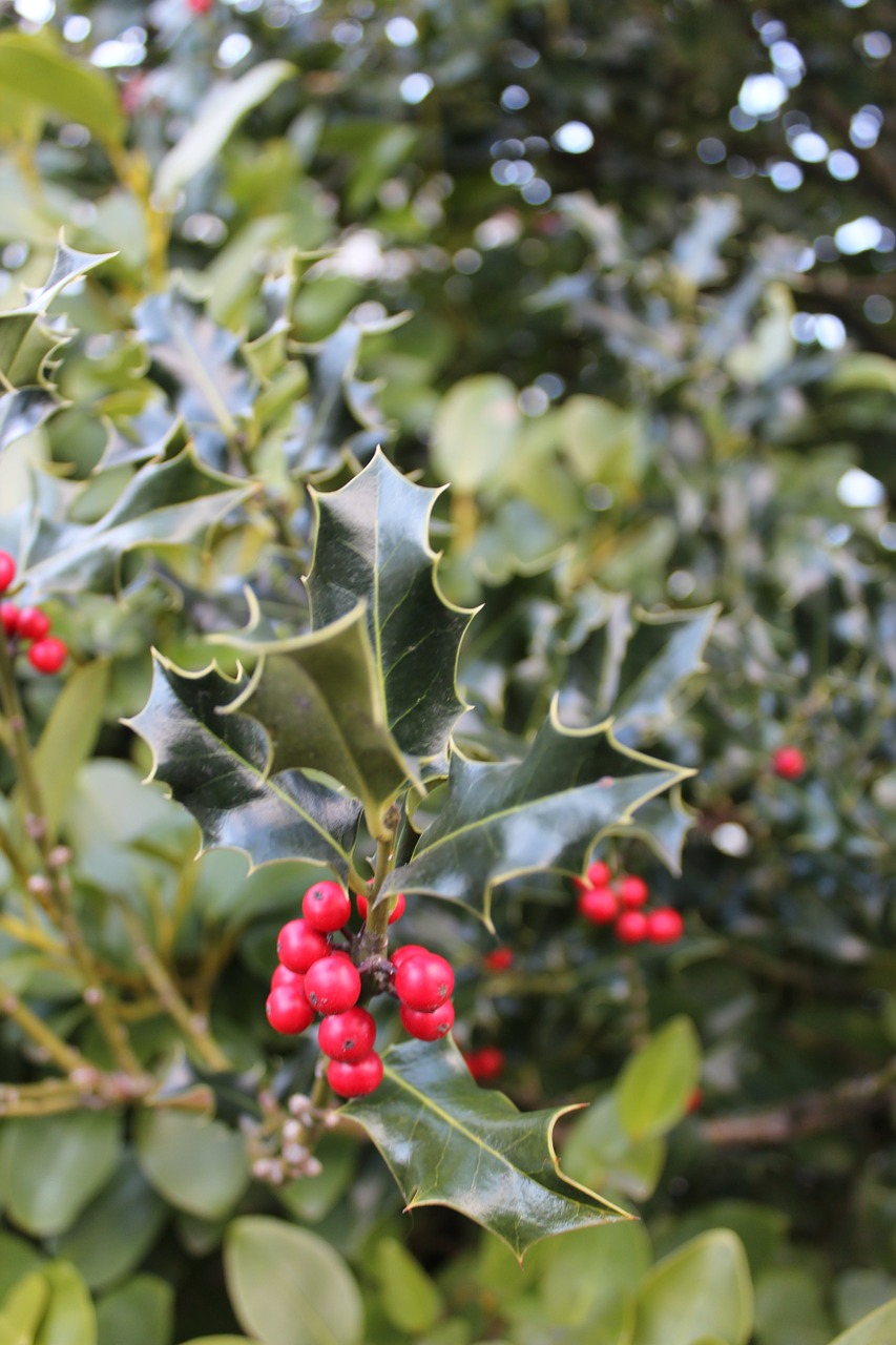 holly red berry free photo
