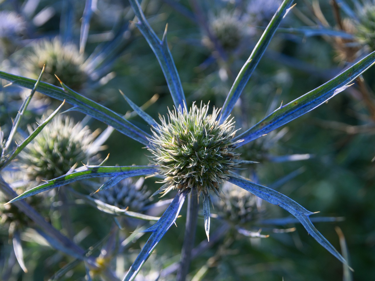 holly flower the alps free photo