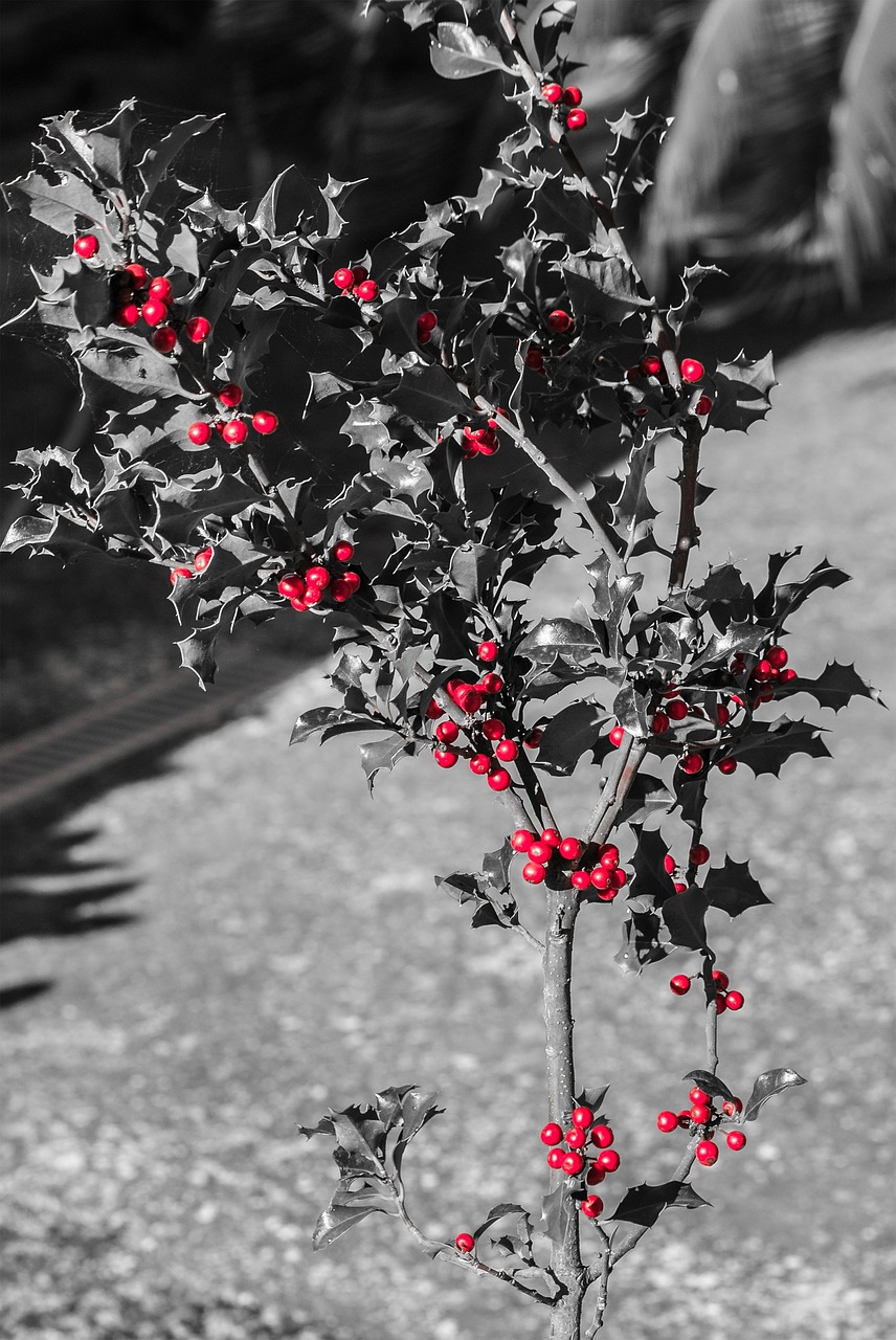 holly red balls plant free photo