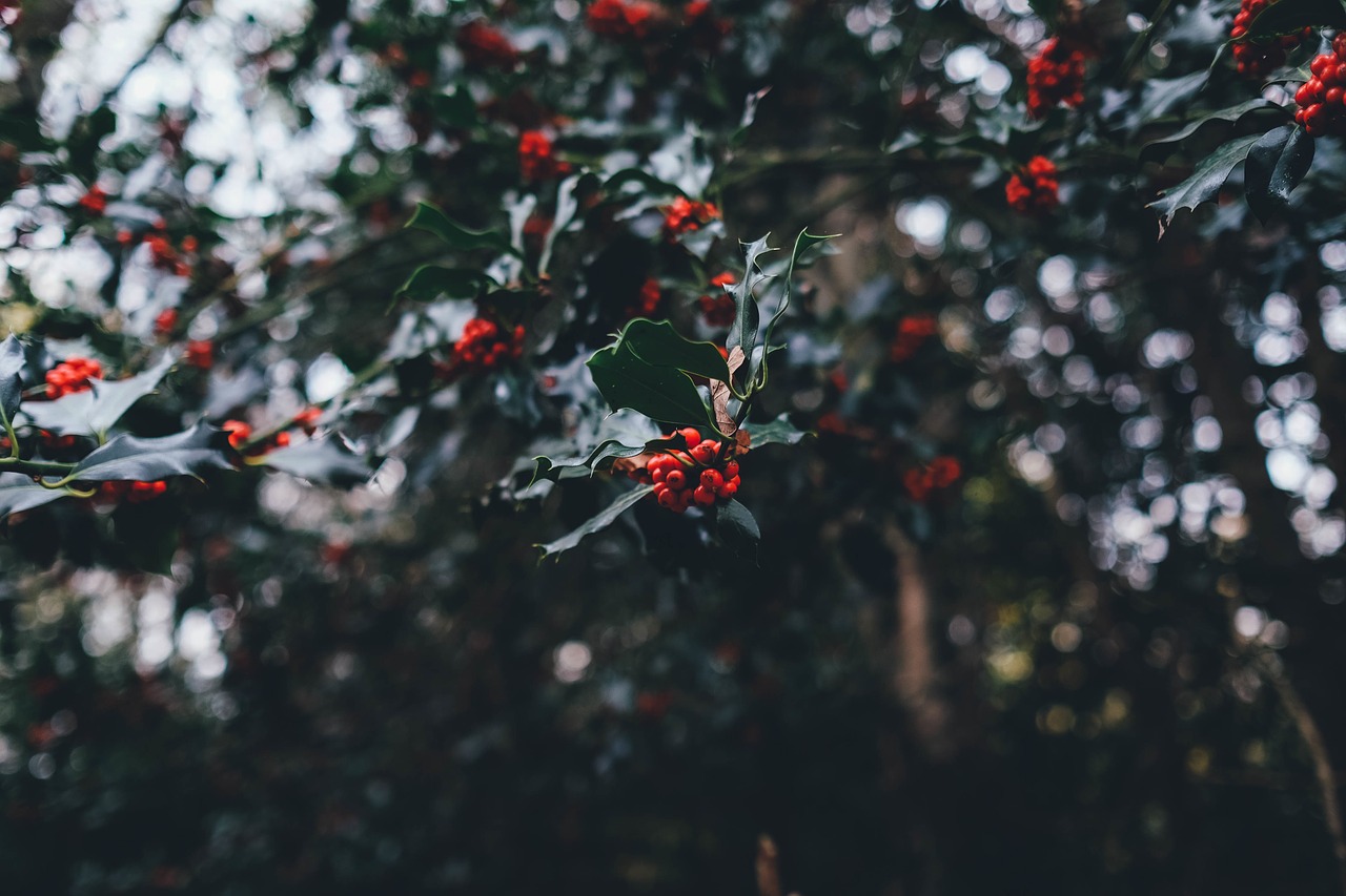 holly berries yuletide holly berries holly free photo