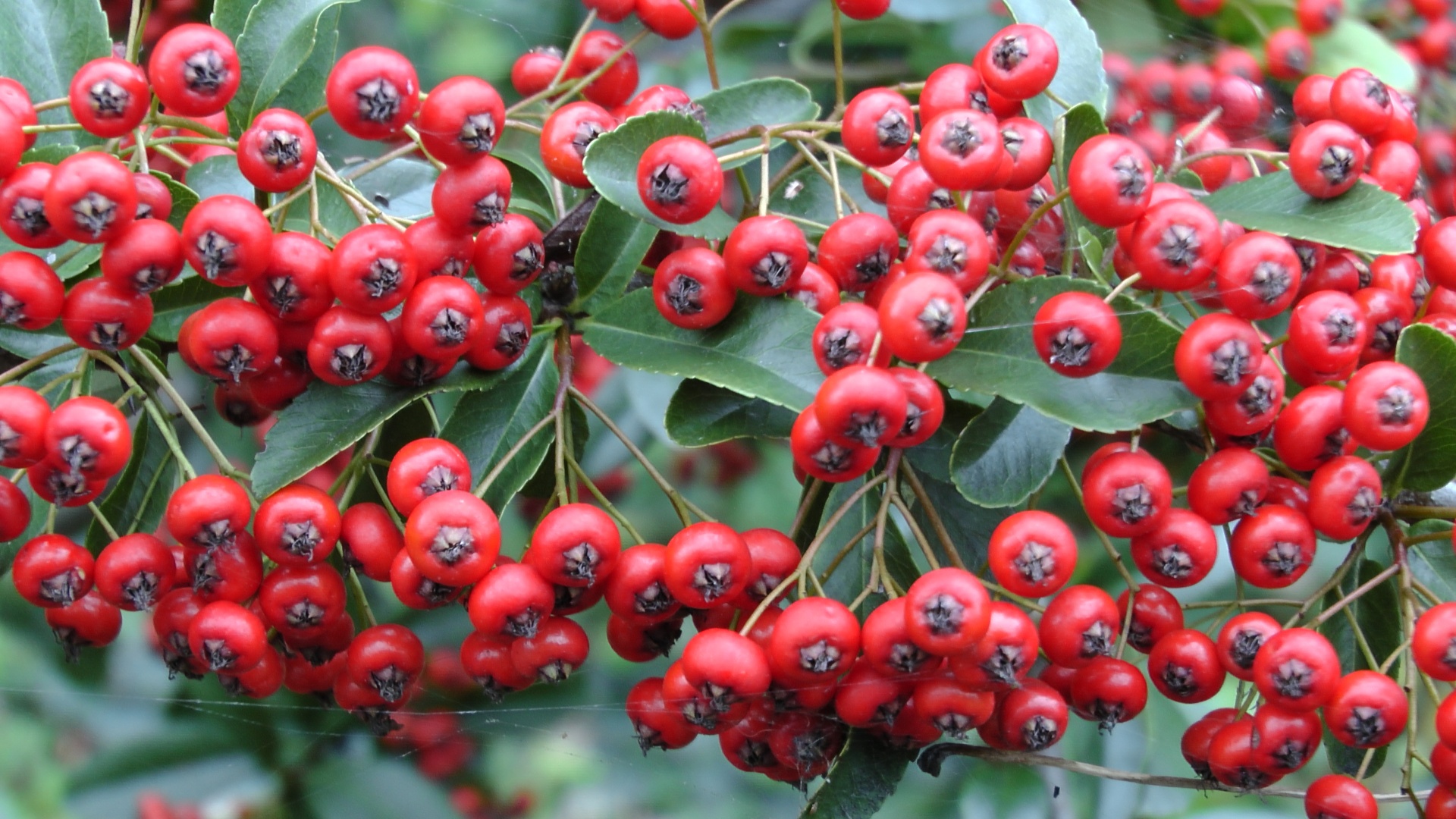 holly berry berries free photo