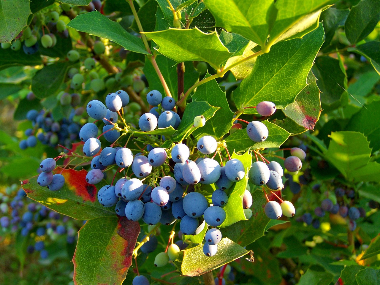 holly berry  blue harvest  fall harvest free photo