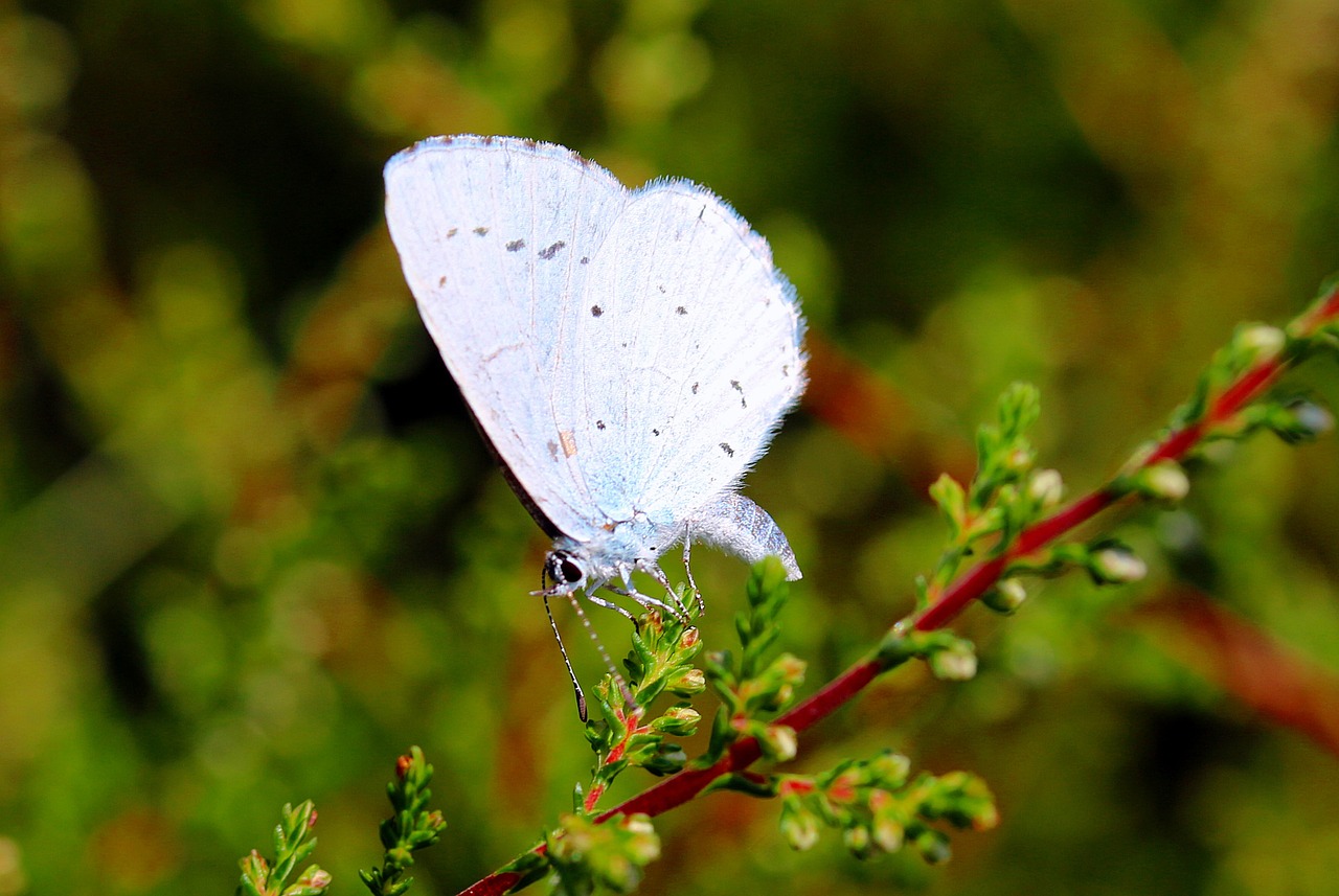 holly blue celastrina argiolus butterfly free photo