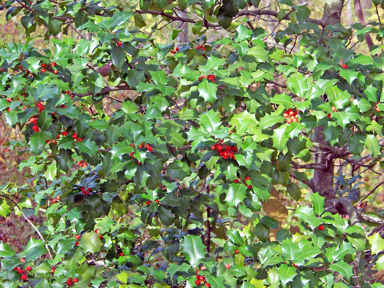 holly bush christmas free photo