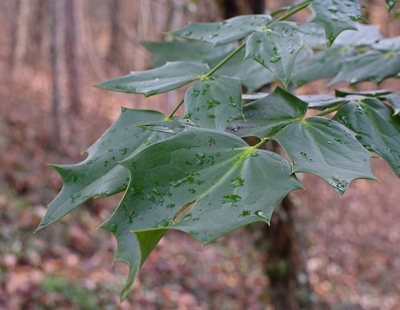 holly leaves winter raindrops free photo