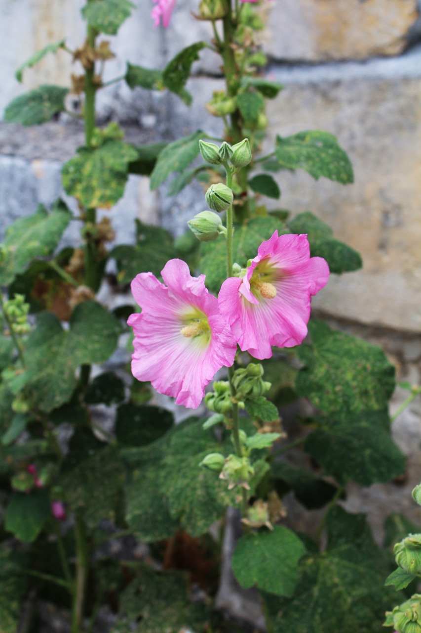 hollyhock passerose pink free photo