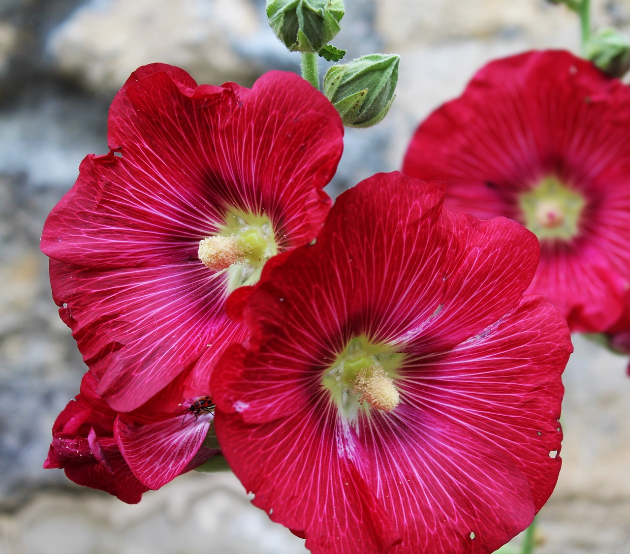 hollyhock passerose pink free photo