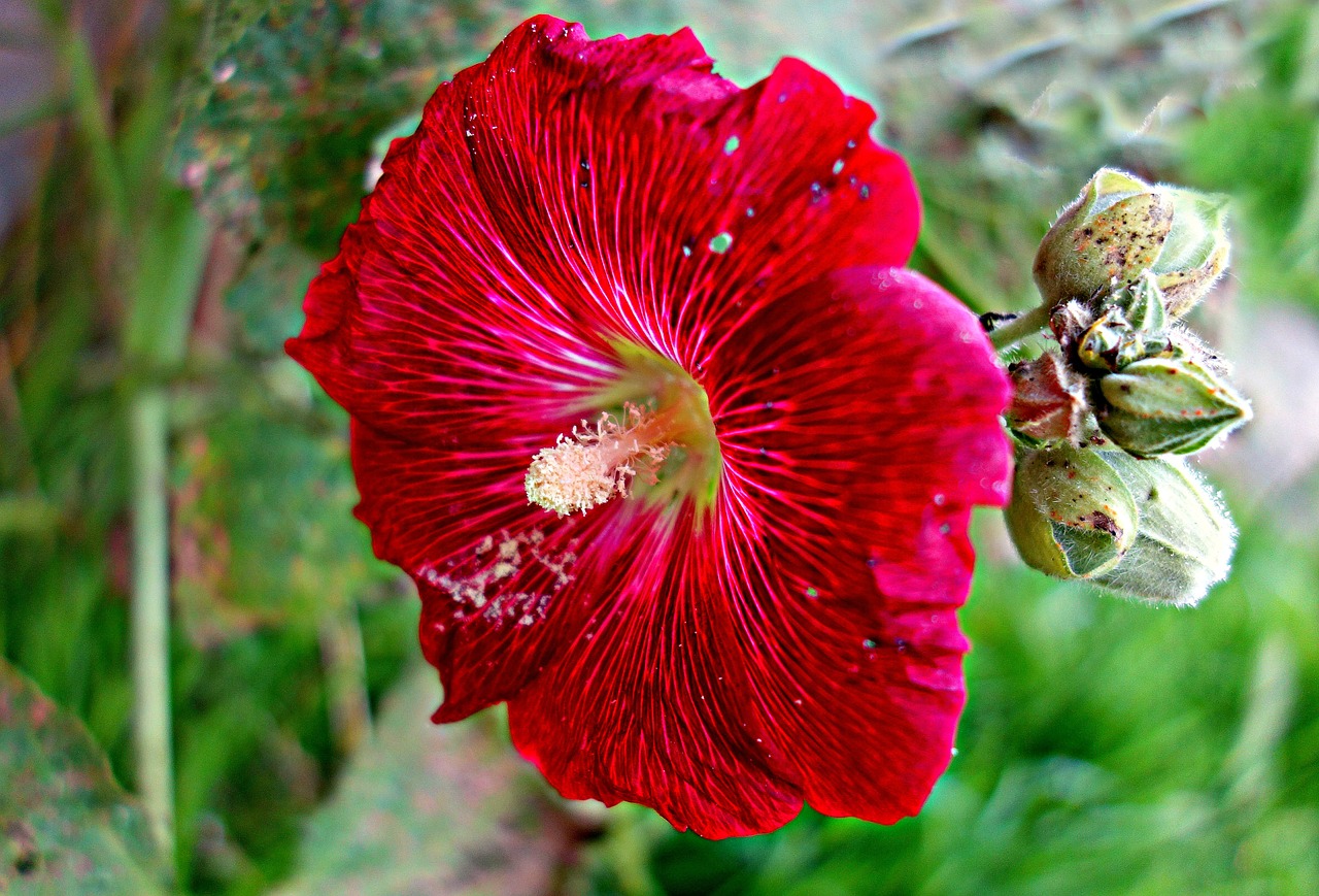 hollyhock common hollyhock flower free photo