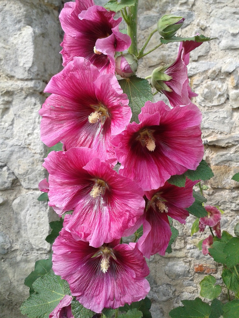 hollyhock flowers summer free photo