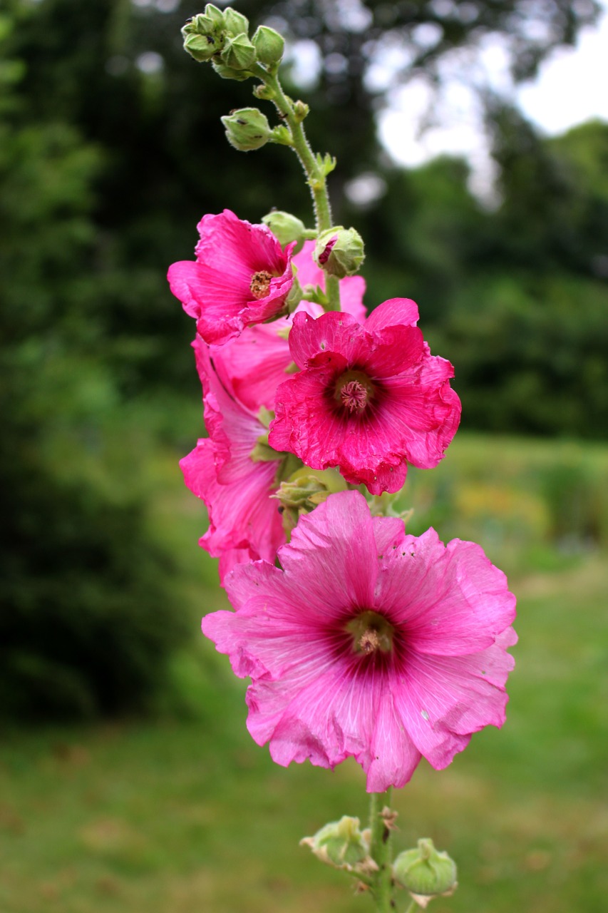 hollyhock pink summer free photo