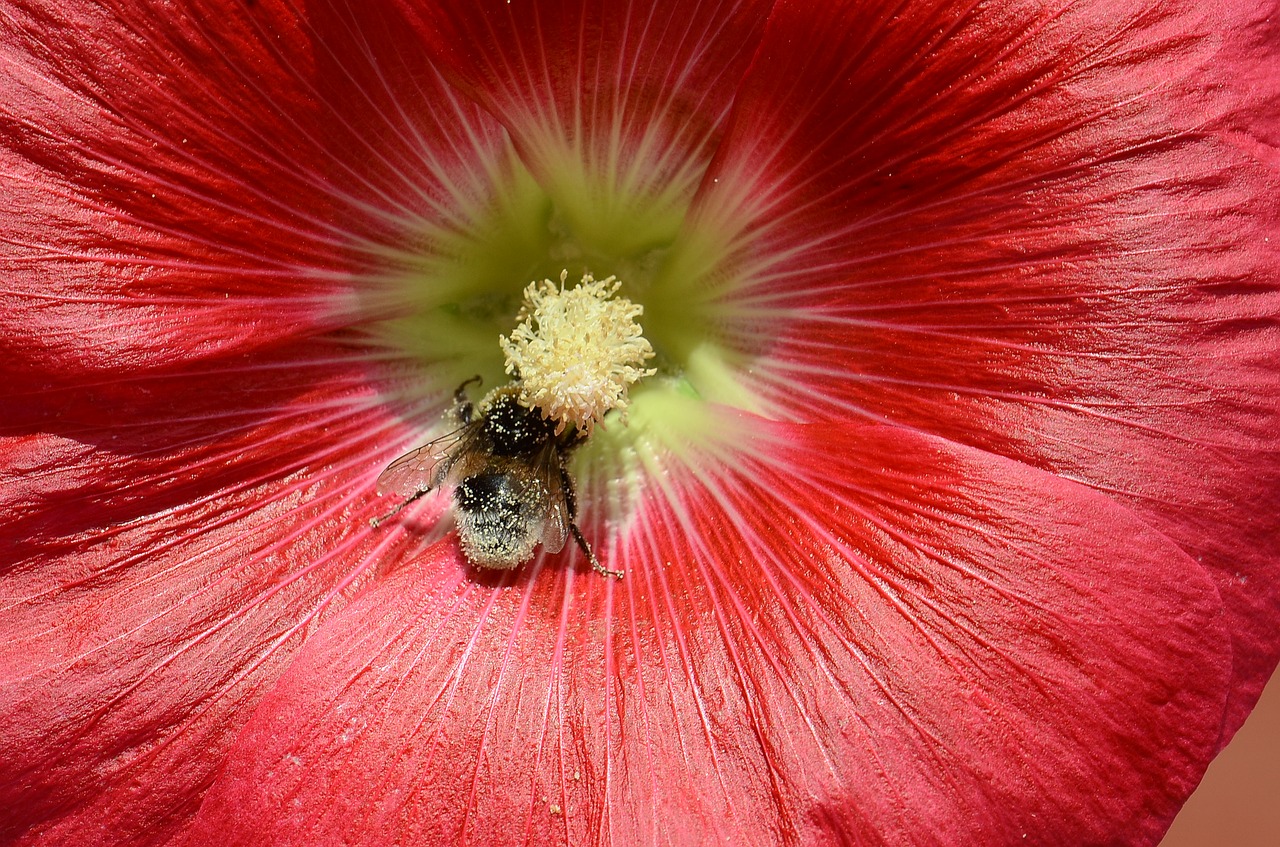 hollyhock flower bee free photo