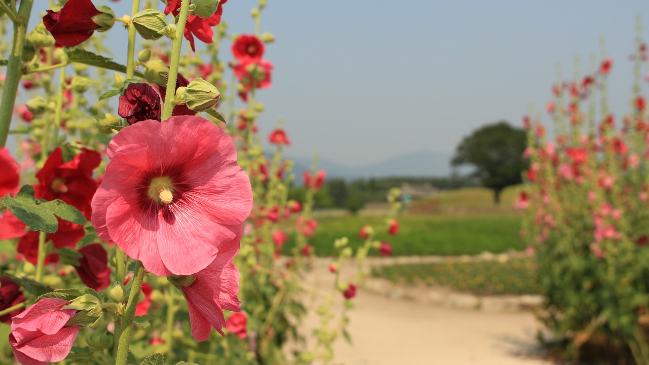 hollyhock nature flowers free photo