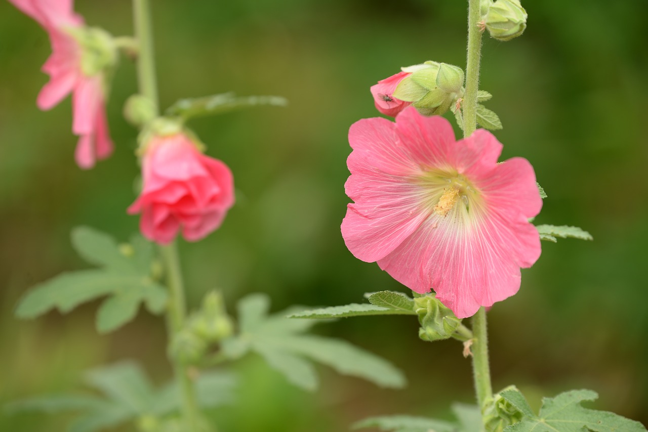 hollyhock pink green free photo