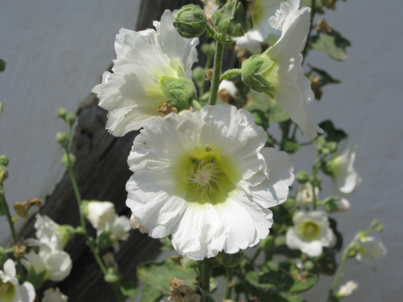 hollyhock flower blossom free photo