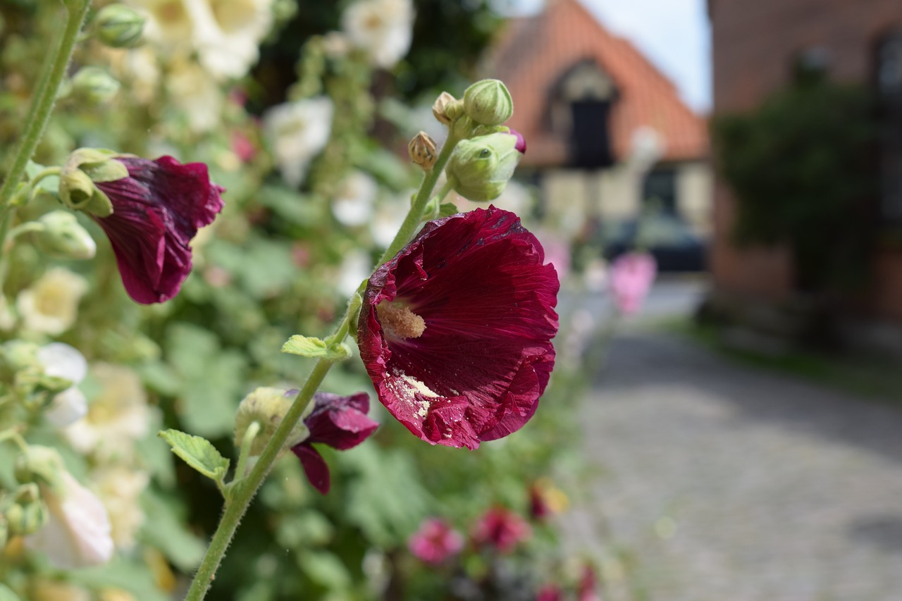 hollyhock purple garden free photo