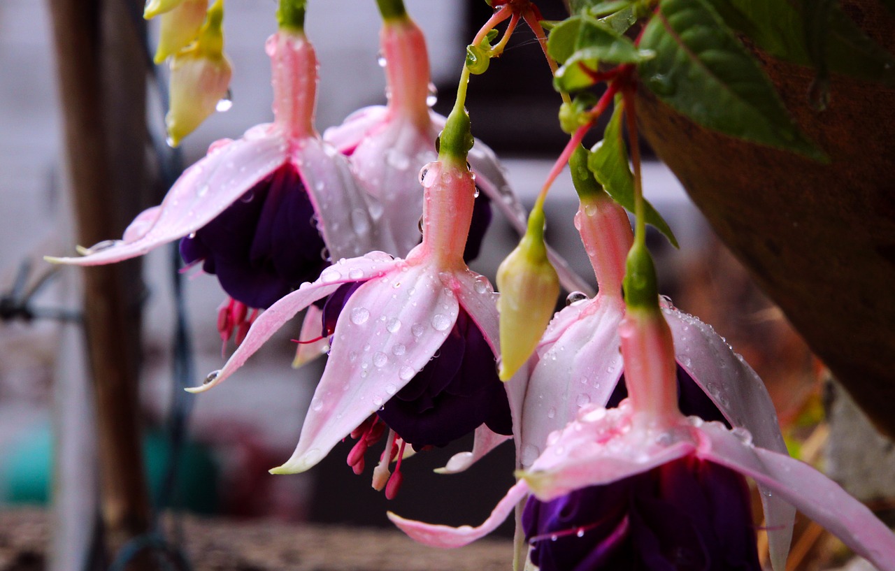 hollyhock flowers pink free photo